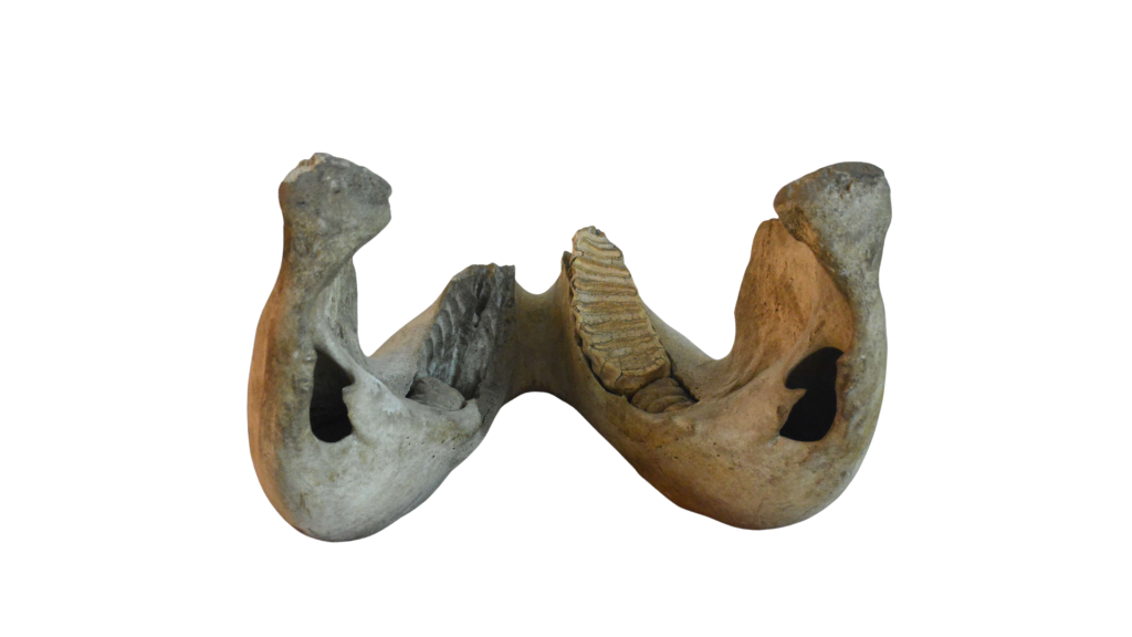 Elephant Jaw