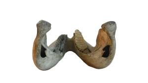 Elephant Jaw