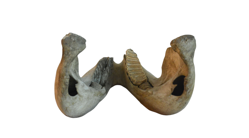 Elephant Jaw