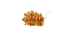 Cocoon