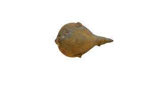 Puffer fish