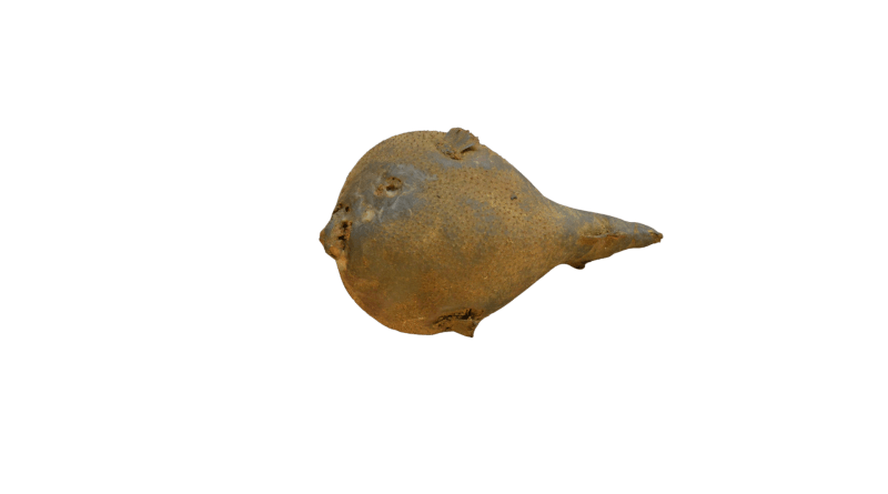 Puffer fish