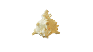 Conch shell