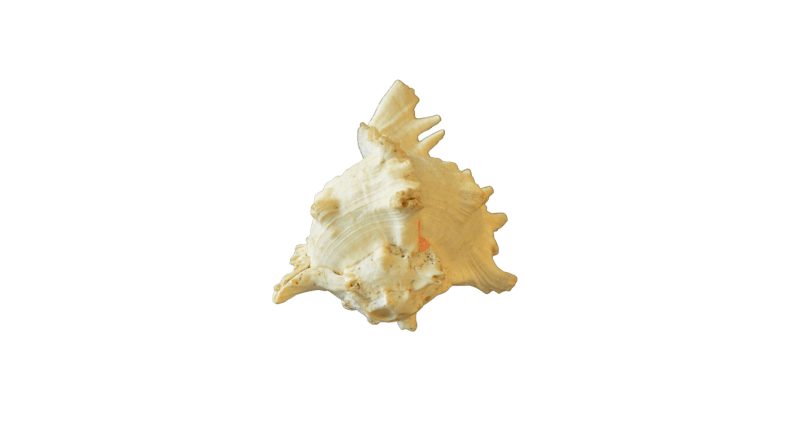 Conch shell