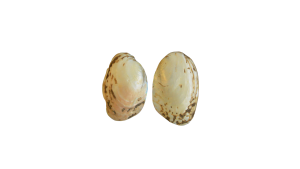 Seashell