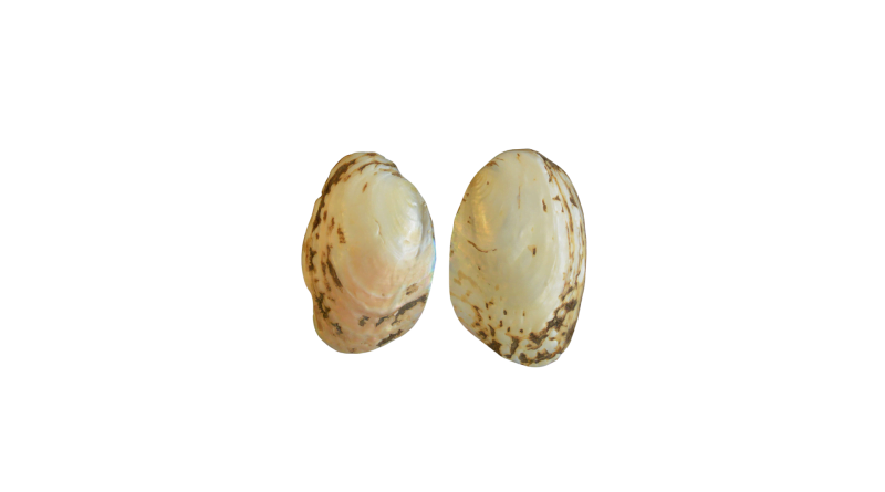 Seashell