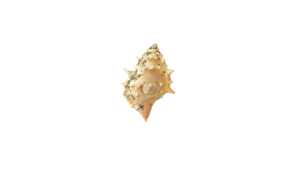 Conch