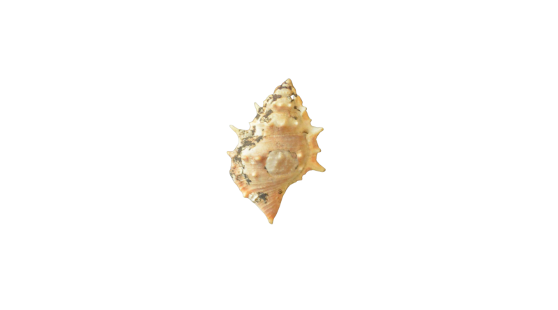 Conch