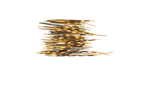 Porcupines spines or quills