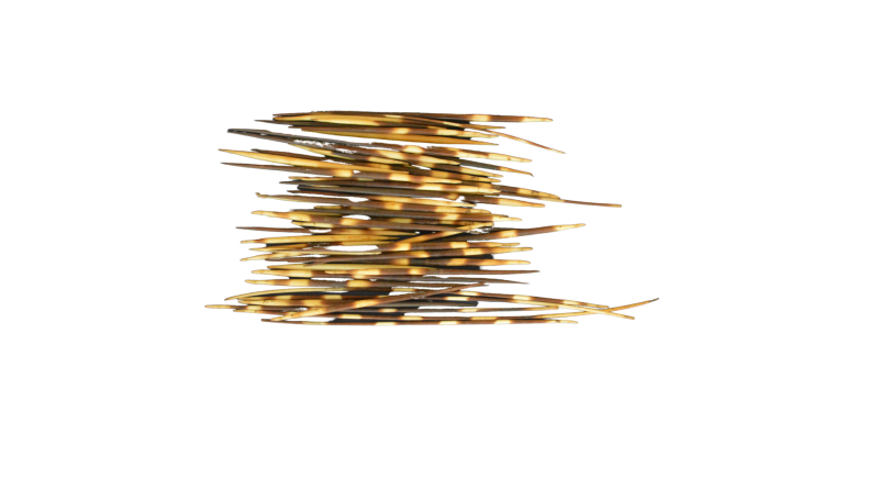 Porcupines spines or quills