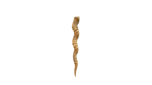 Deer Horn