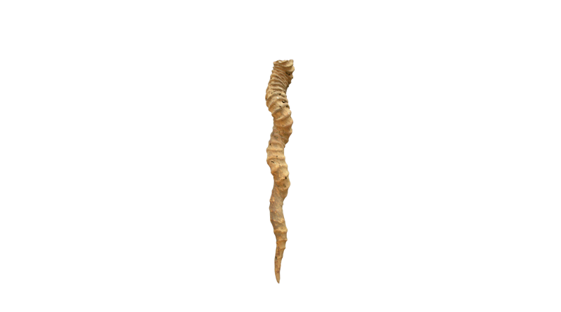 Deer Horn