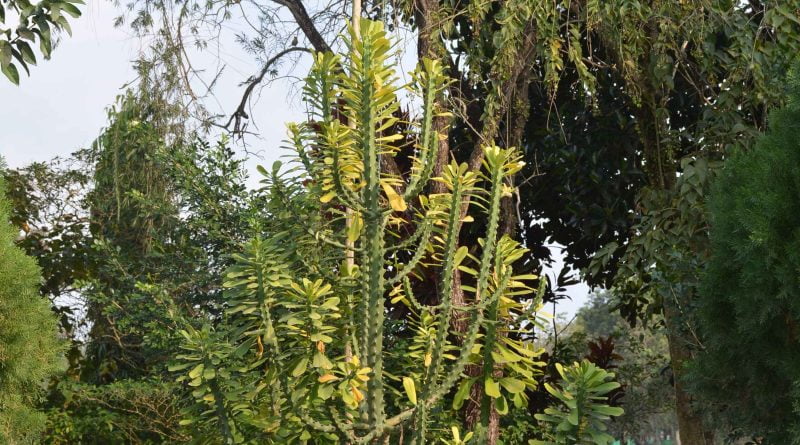 Atrimunir Ashram